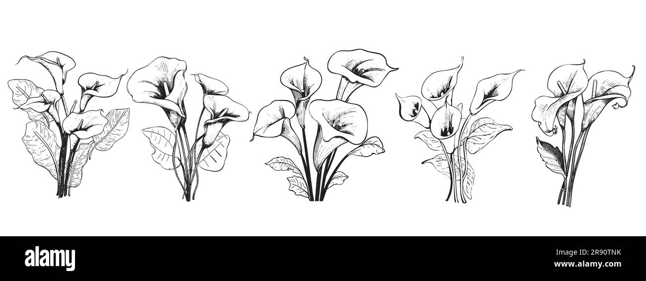 Illustration de l'esquisse de l'ensemble de fleurs de Cala Lily dessinées à la main Illustration de Vecteur