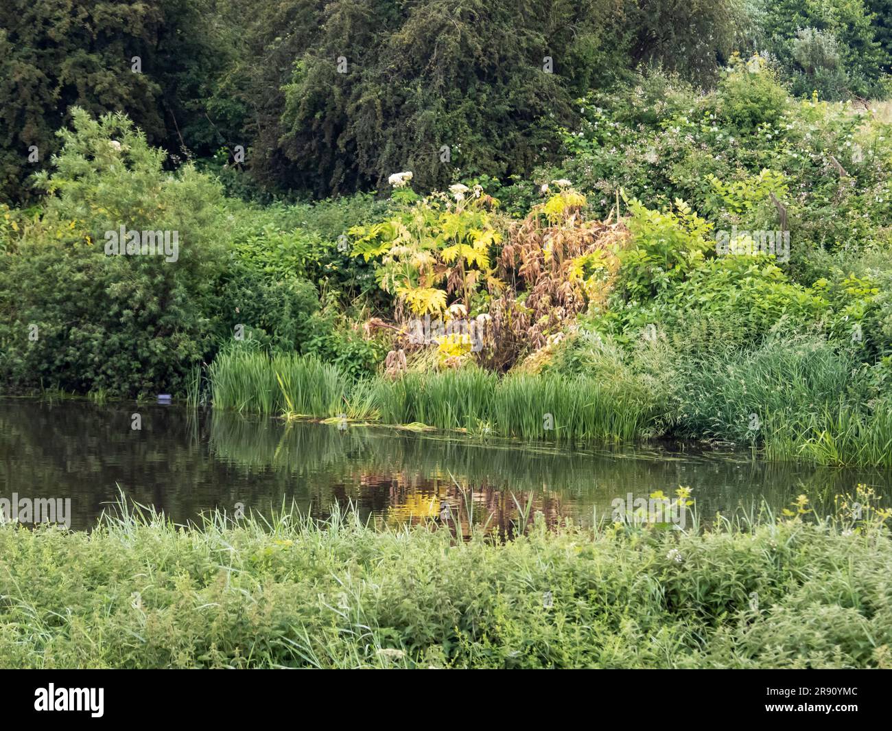 Hogweed géant, Heracleum mantegazzianum croissant sur les rives de la rivière aire à la réserve naturelle de Fairburn ings près de Swillington, Yorkshire, Royaume-Uni, qui Banque D'Images