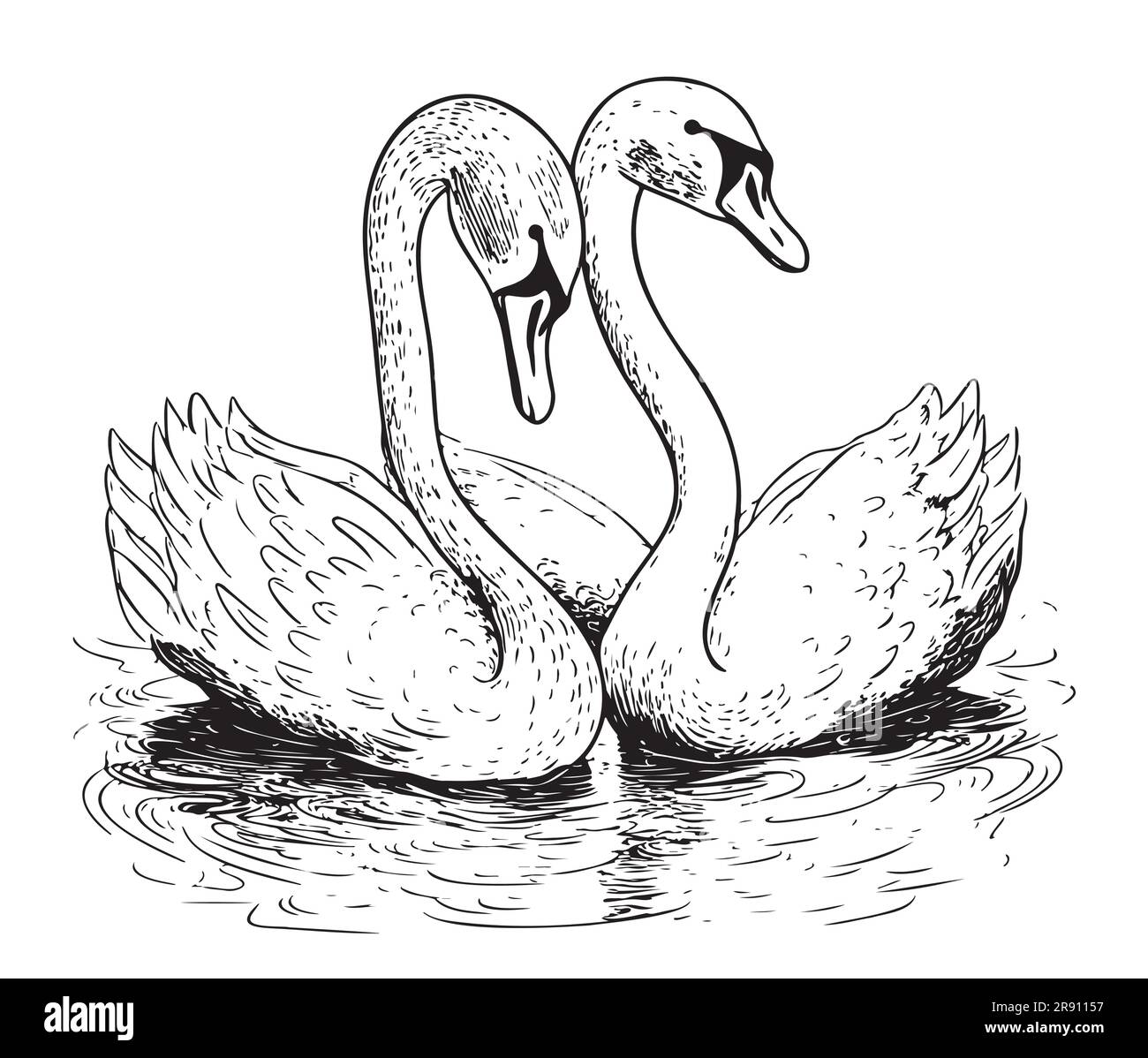 Deux cygnes nagent dans le lac dessiné à la main croquis dans le style de la caniche Illustration de Vecteur