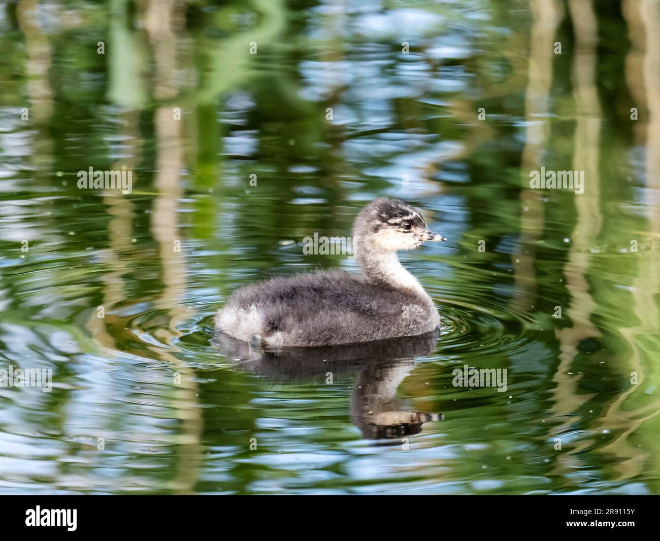 Col Grebe Un Grebe à col noir, Podiceps nigricollis poussin dans la réserve ...