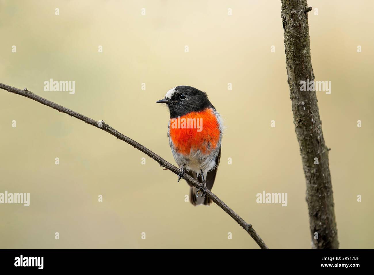 Un rouge-gorge de Scarlet perching sur la branche d'arbre Banque D'Images