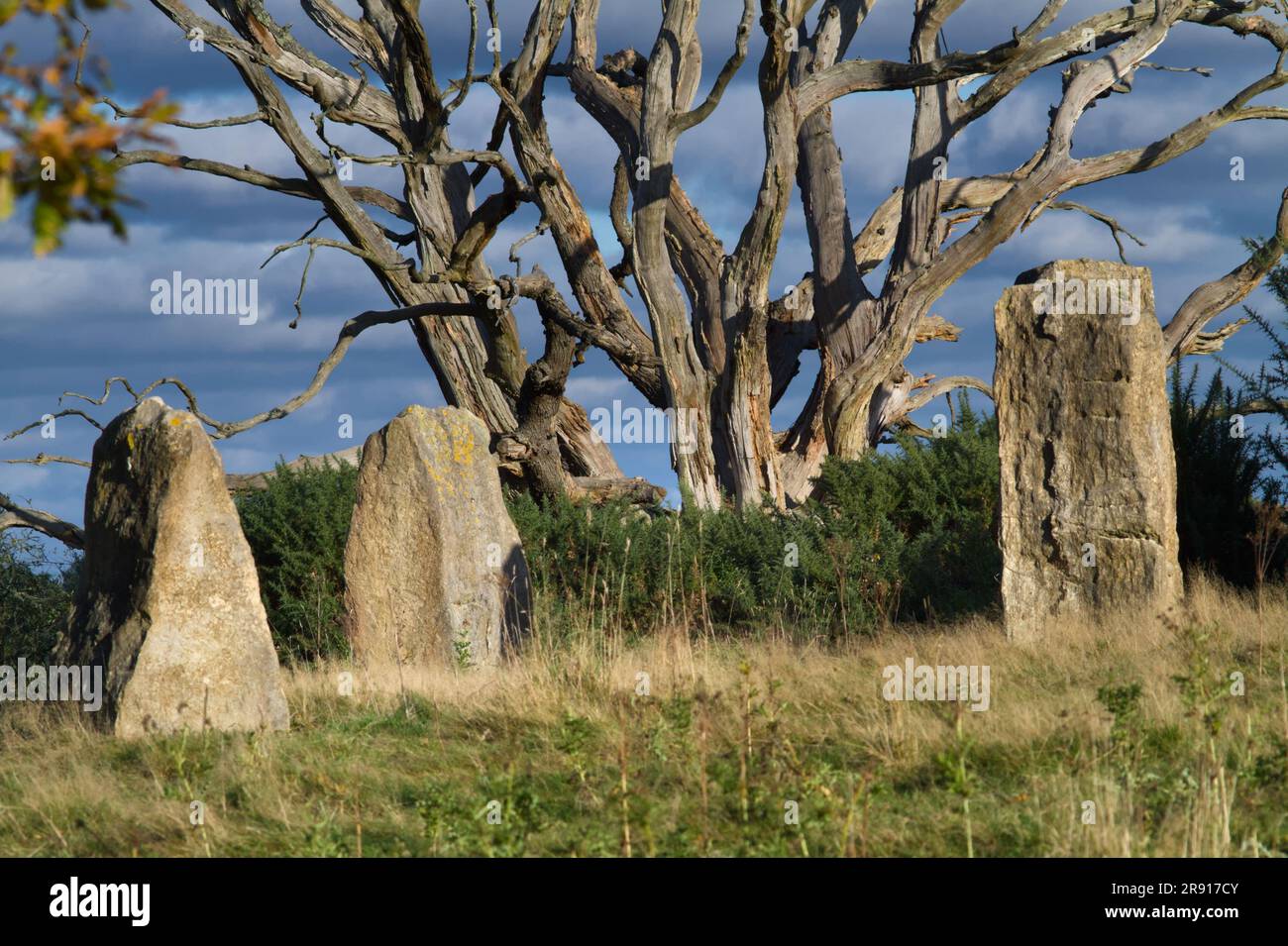 New Modern Stone Circle of Purbeck Stone, créé en 2012, Holton Lee, Angleterre, Royaume-Uni Banque D'Images