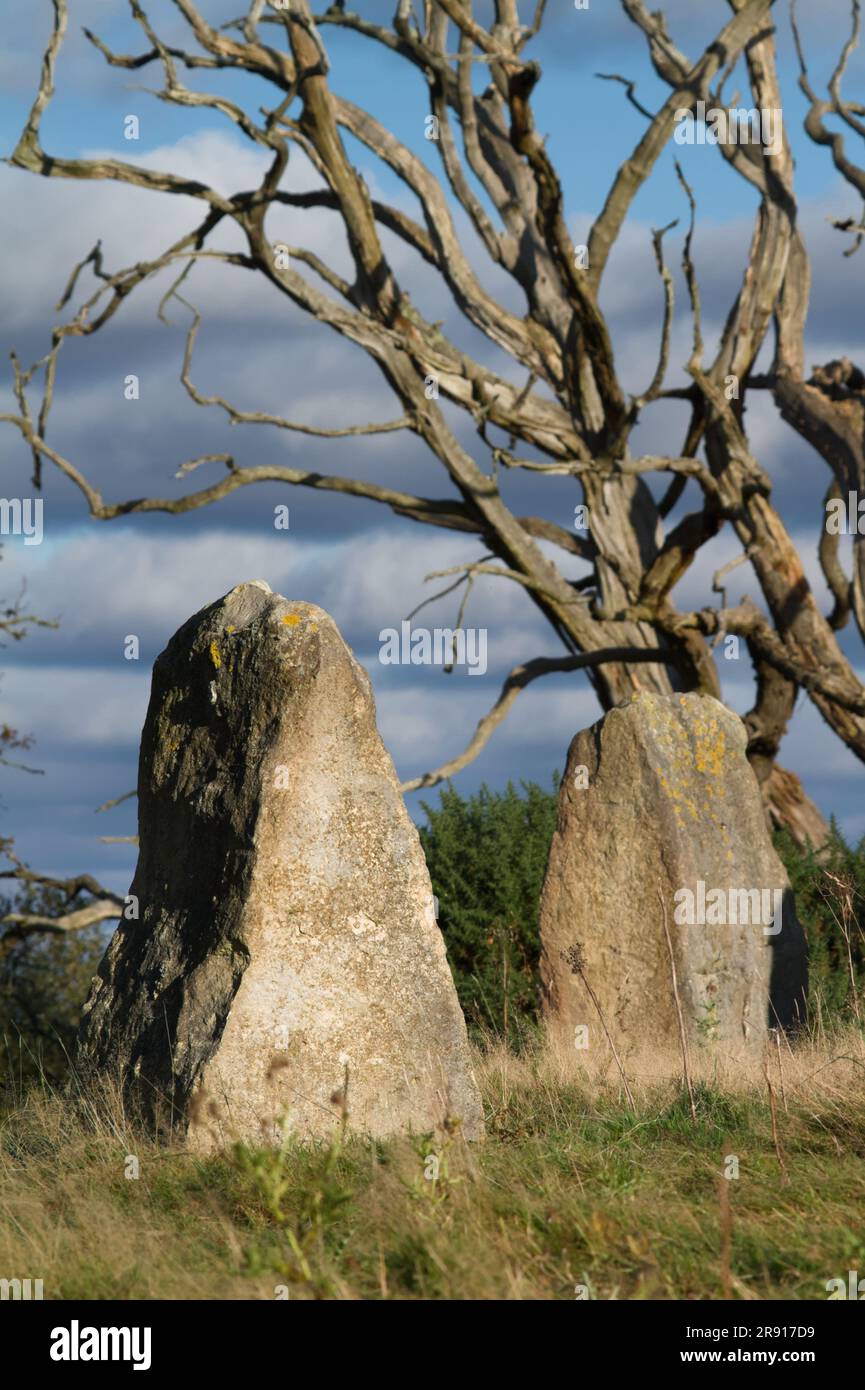 New Modern Stone Circle of Purbeck Stone, créé en 2012, Holton Lee, Angleterre, Royaume-Uni Banque D'Images