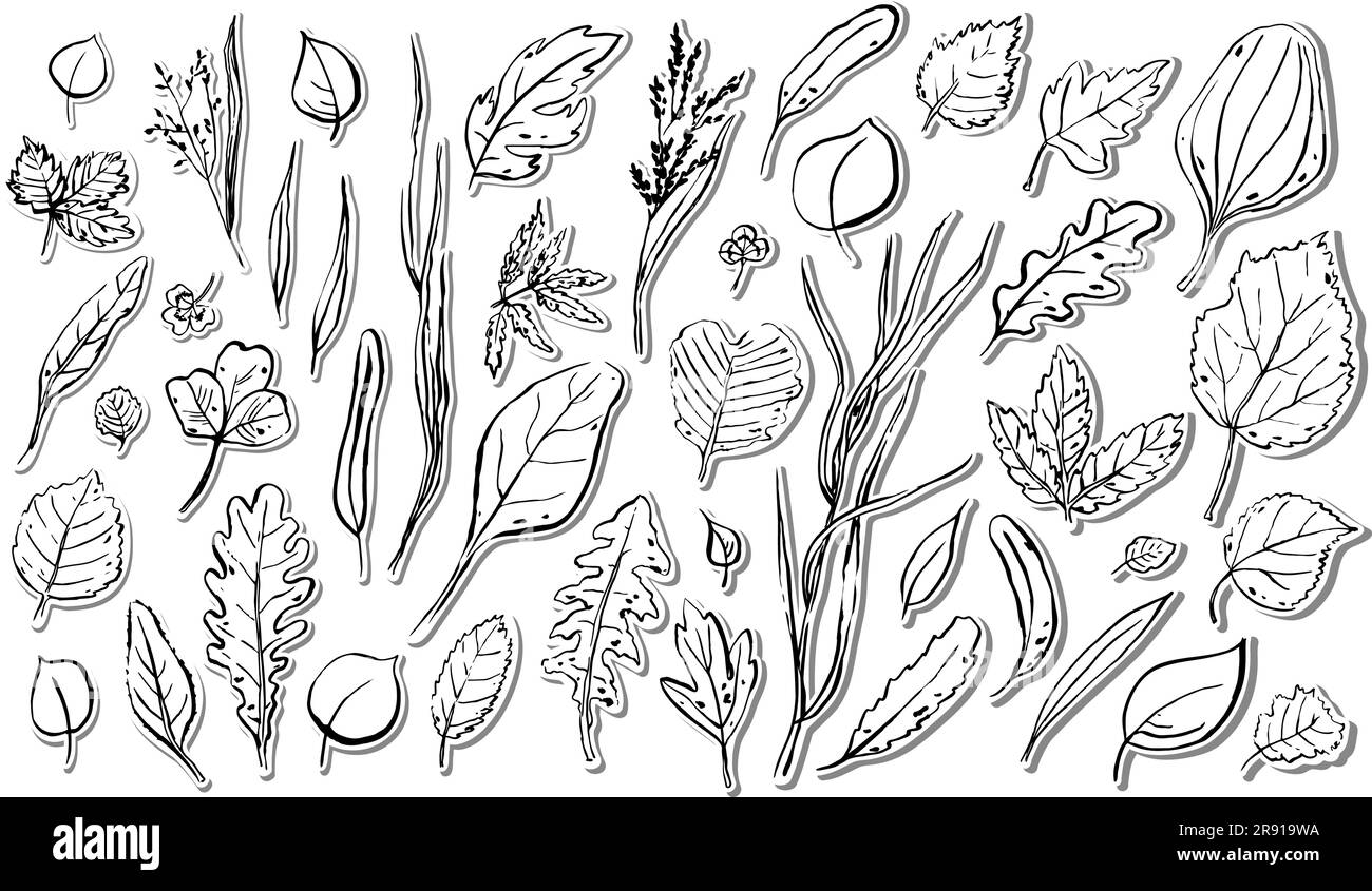 Ensemble d'autocollants feuilles d'automne. Contour des herbes texturées dessinées à la main sur fond blanc. Collection de plantes. Nature, jardinage, forêt, panneau d'automne. Diff Illustration de Vecteur