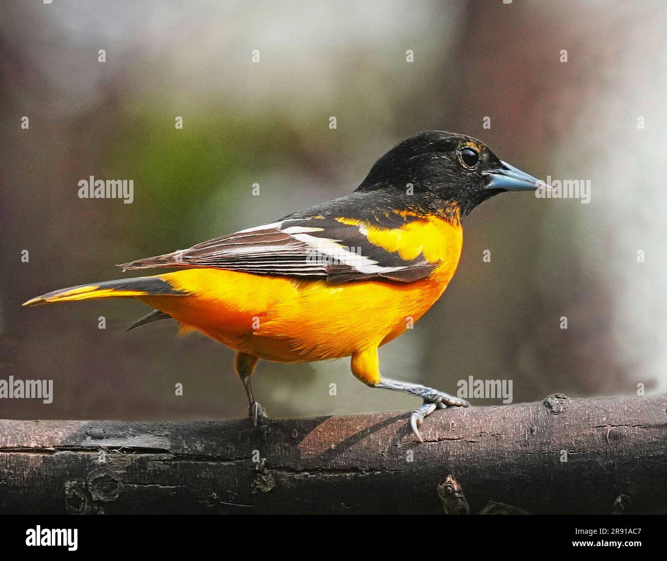 L'Oriole de Baltimore Banque D'Images
