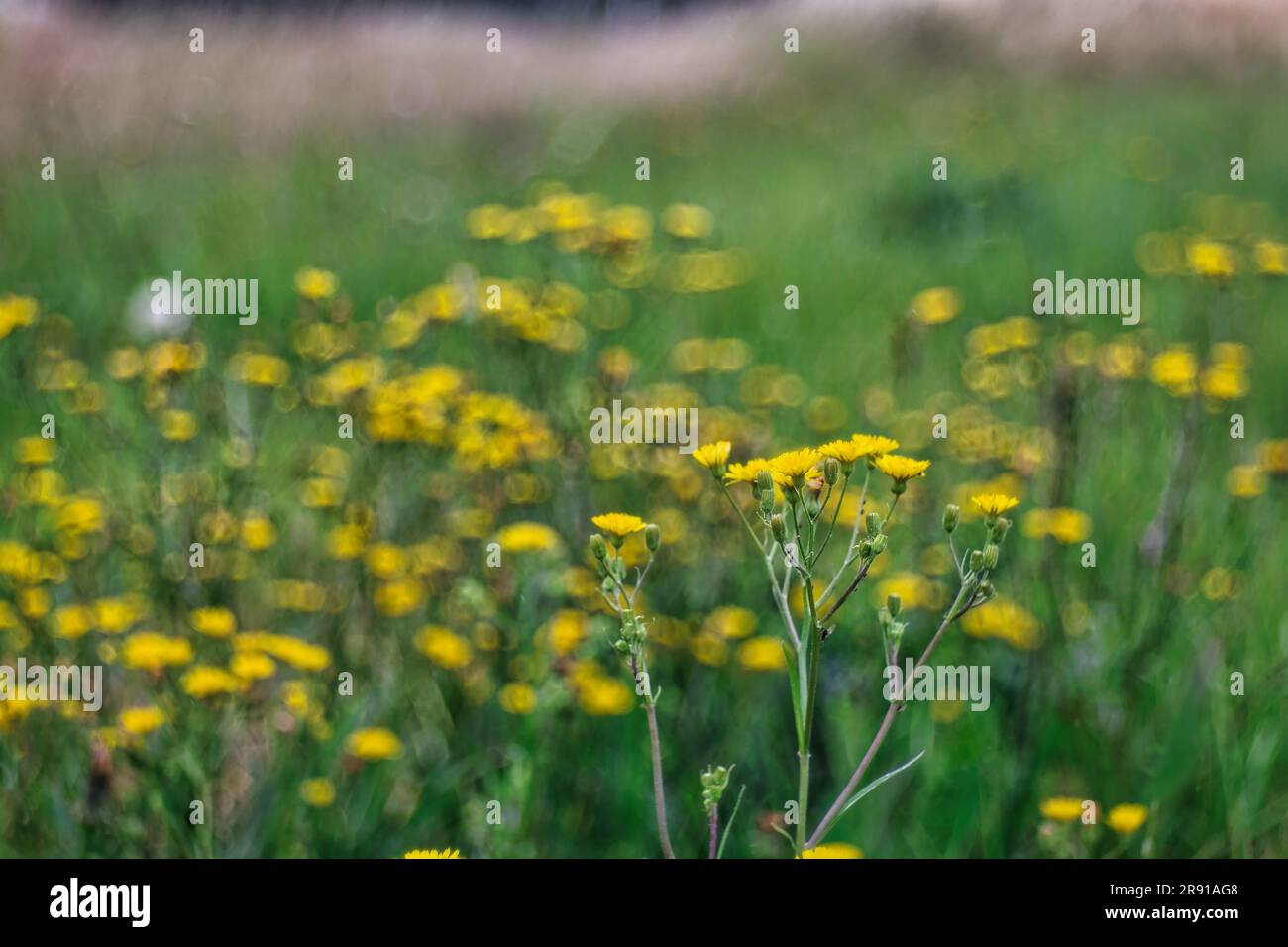 hachweed commun avec bokeh à bulles Banque D'Images