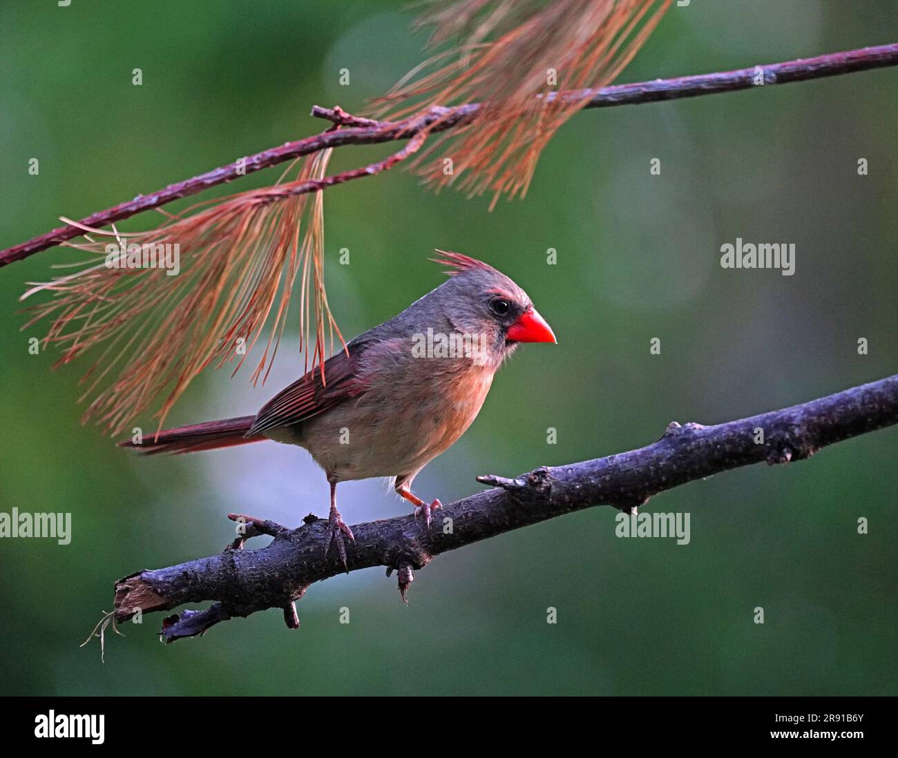 Northern Cardinal femelle dans la lumière tôt le matin dans le Michigan. Banque D'Images