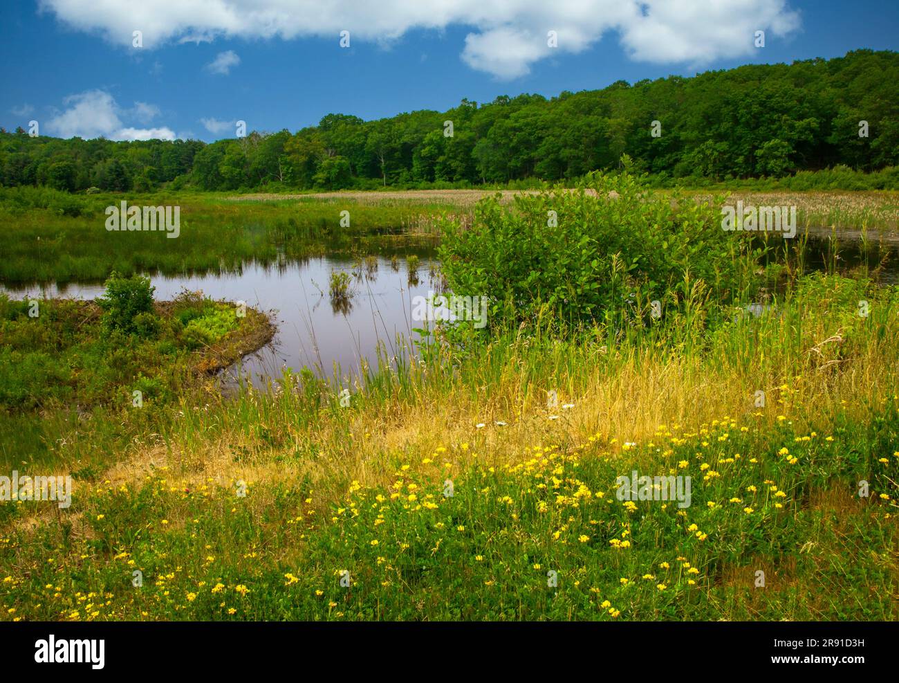 Un petit étang dans un marais dans le Delaware Water Gap National Recreation Area, Pennsylvanie Banque D'Images