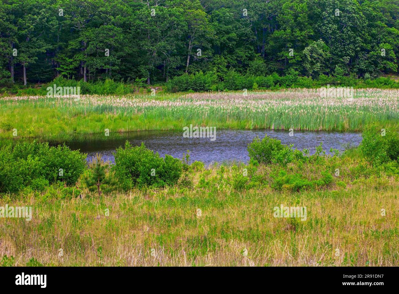 Un petit étang dans un marais dans le Delaware Water Gap National Recreation Area, Pennsylvanie Banque D'Images