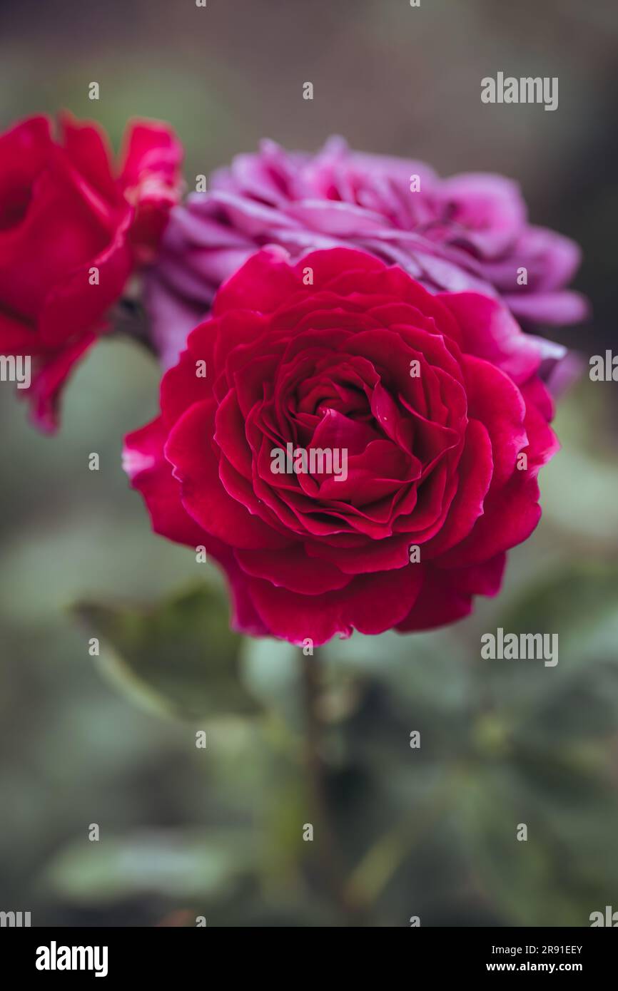 Une image macro incroyablement belle d'une rose Banque D'Images