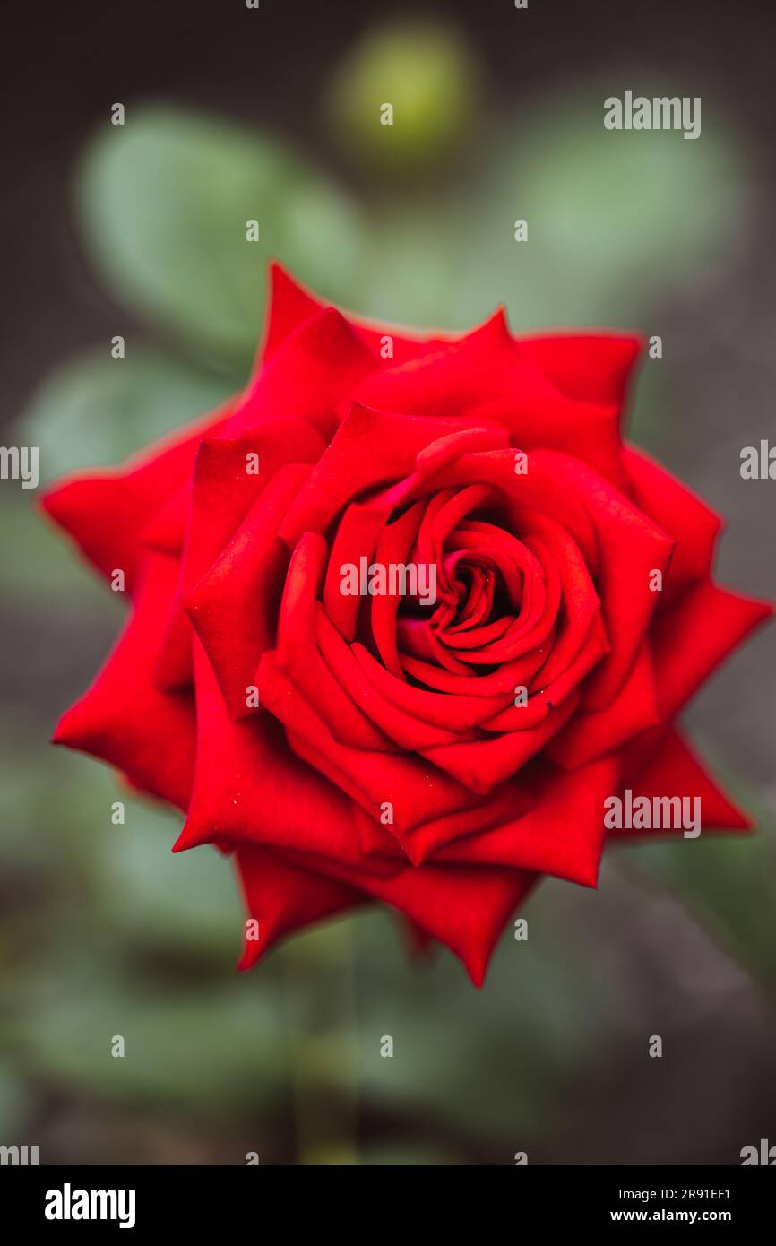 Une image macro incroyablement belle d'une rose Banque D'Images