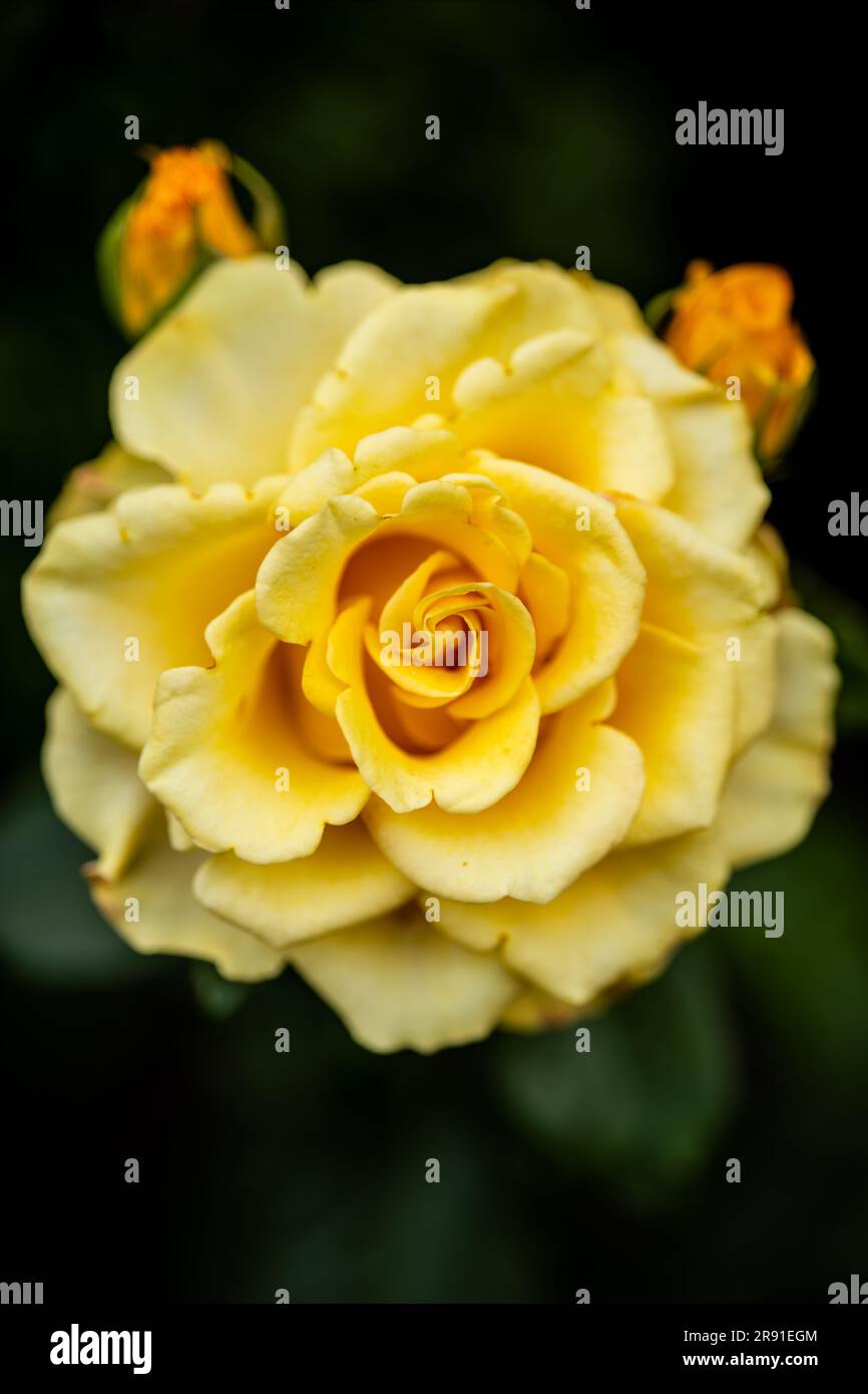 Une image macro incroyablement belle d'une rose Banque D'Images