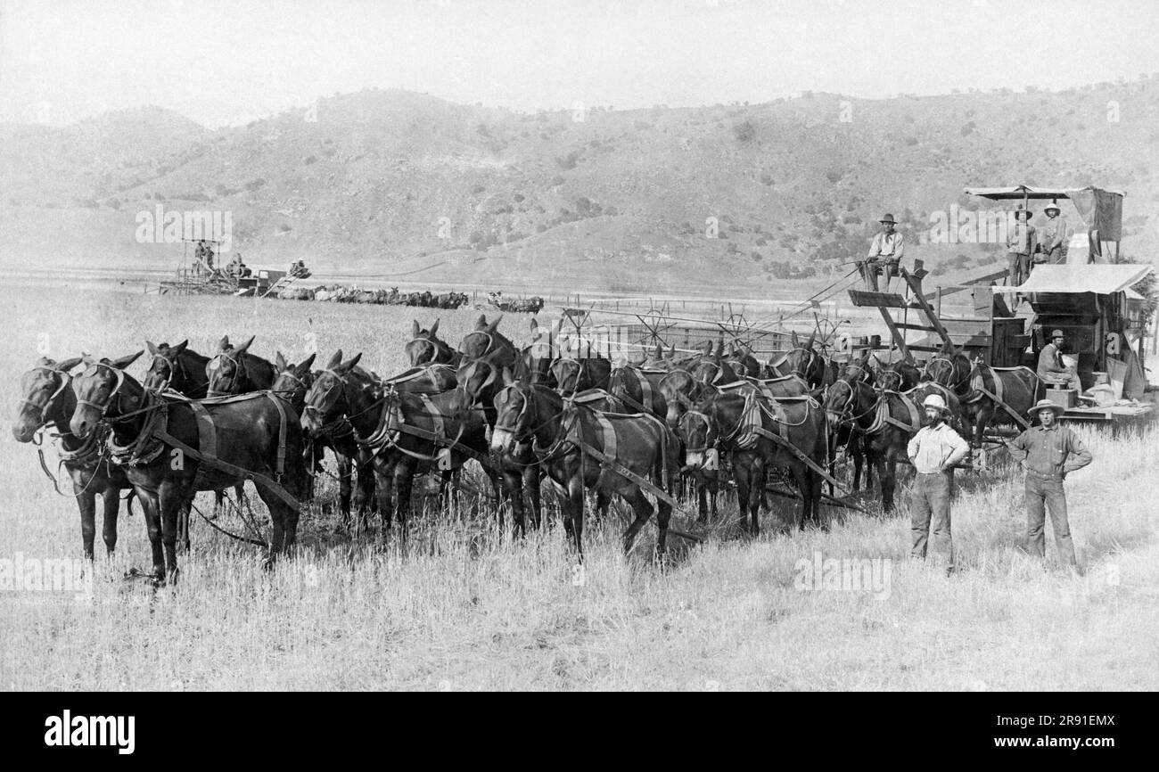 Tulare County, Californie : c. 1890 l'équipe de 22 moissonneuses-batteuses mules de Sam Reed travaillant dans les champs du comté de Tulare. Banque D'Images