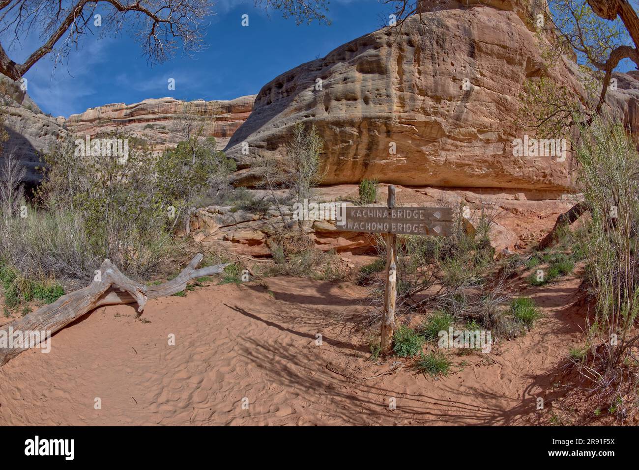 Panneau marquant la fin du sentier du pont Sipapu et pointant vers deux autres ponts au Monument national de Natural Bridges, Utah. Banque D'Images