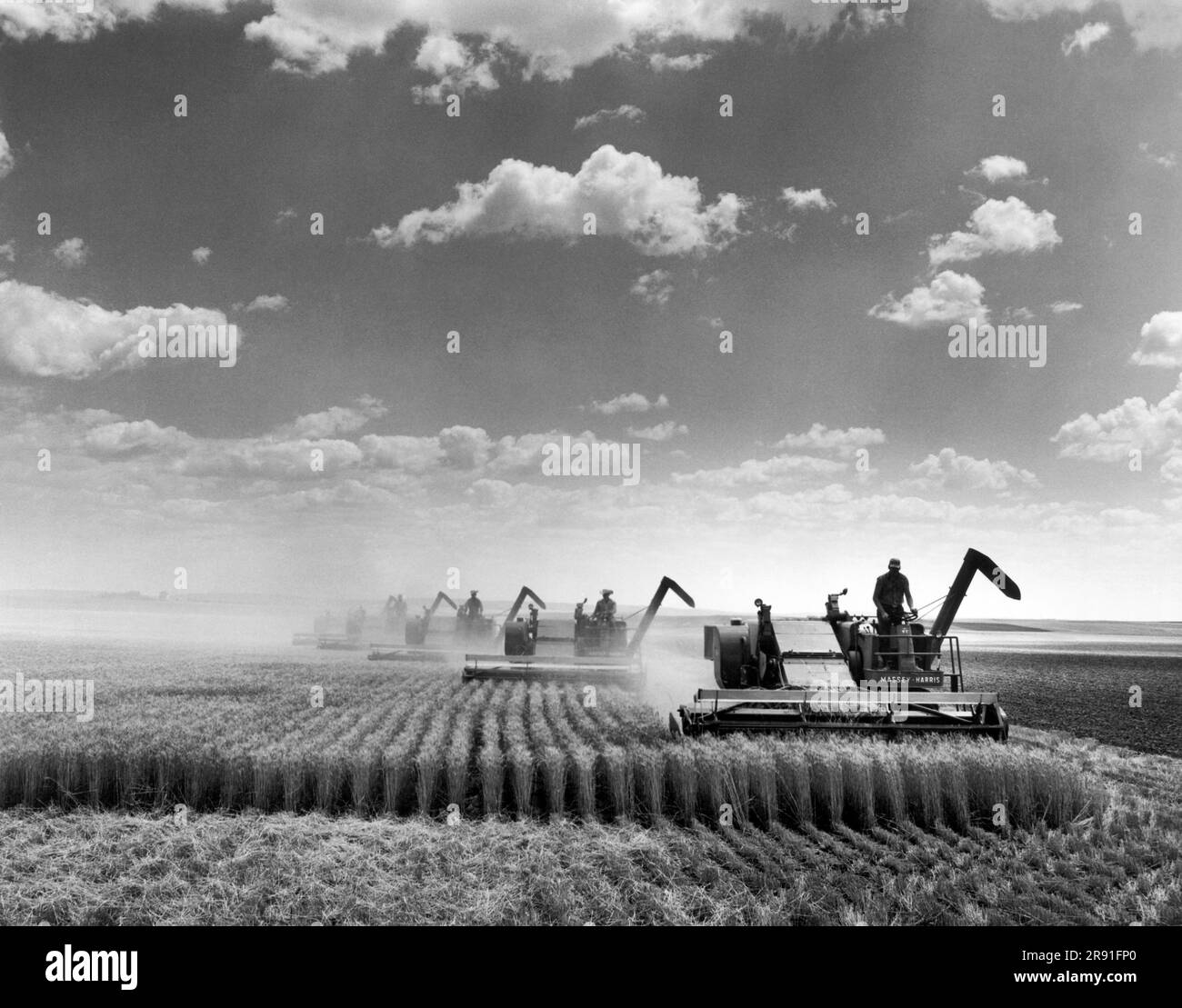 Alliance, Nebraska : juillet 1959 récolte du blé avec les moissonneuses-batteuses Massey Harris modèle 42, avec 35 boisseaux par acre. Banque D'Images