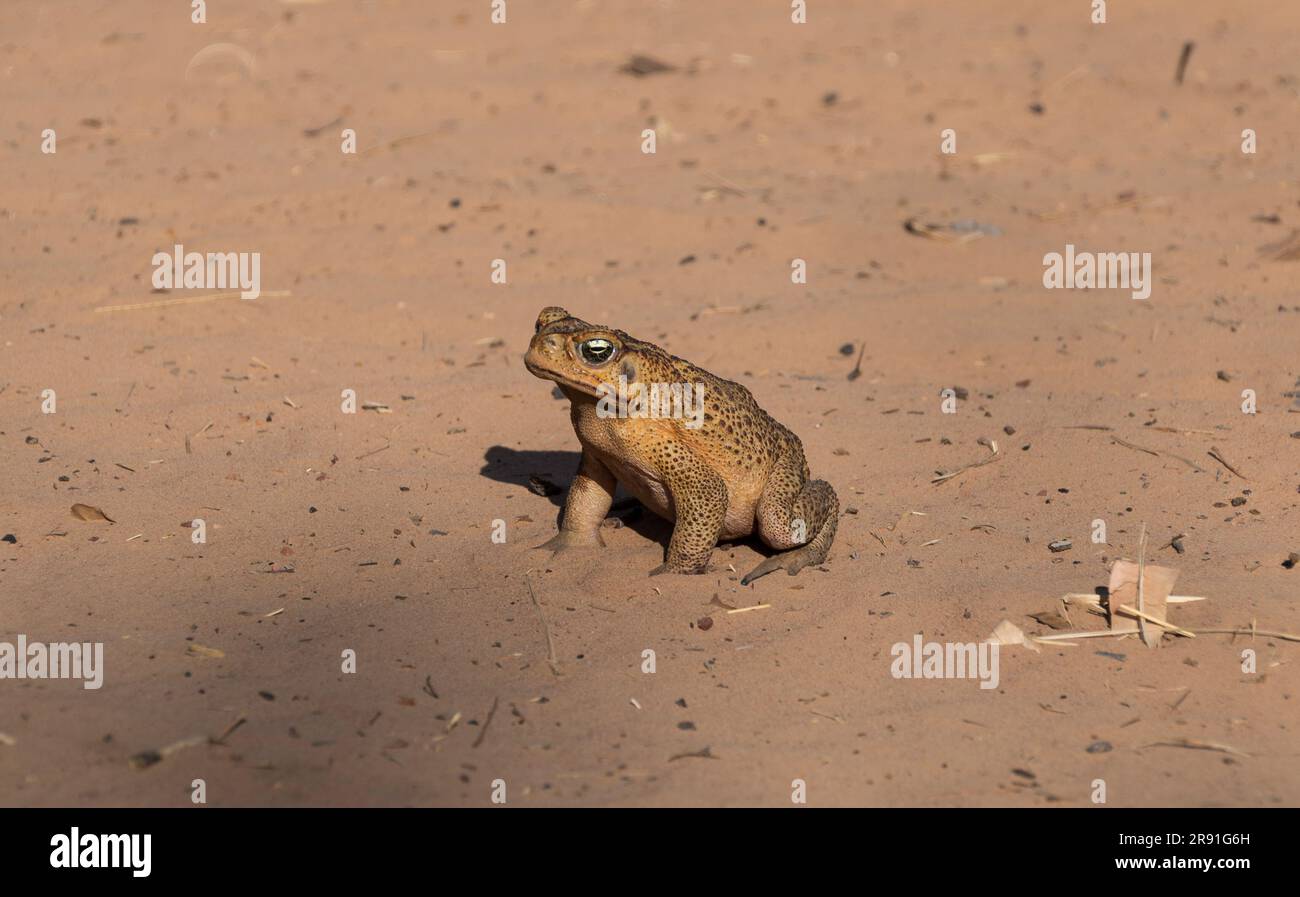 Un crapaud de canne se trouve au sol près d'une piste de terre dans un camping à Wyndham en Australie occidentale Banque D'Images