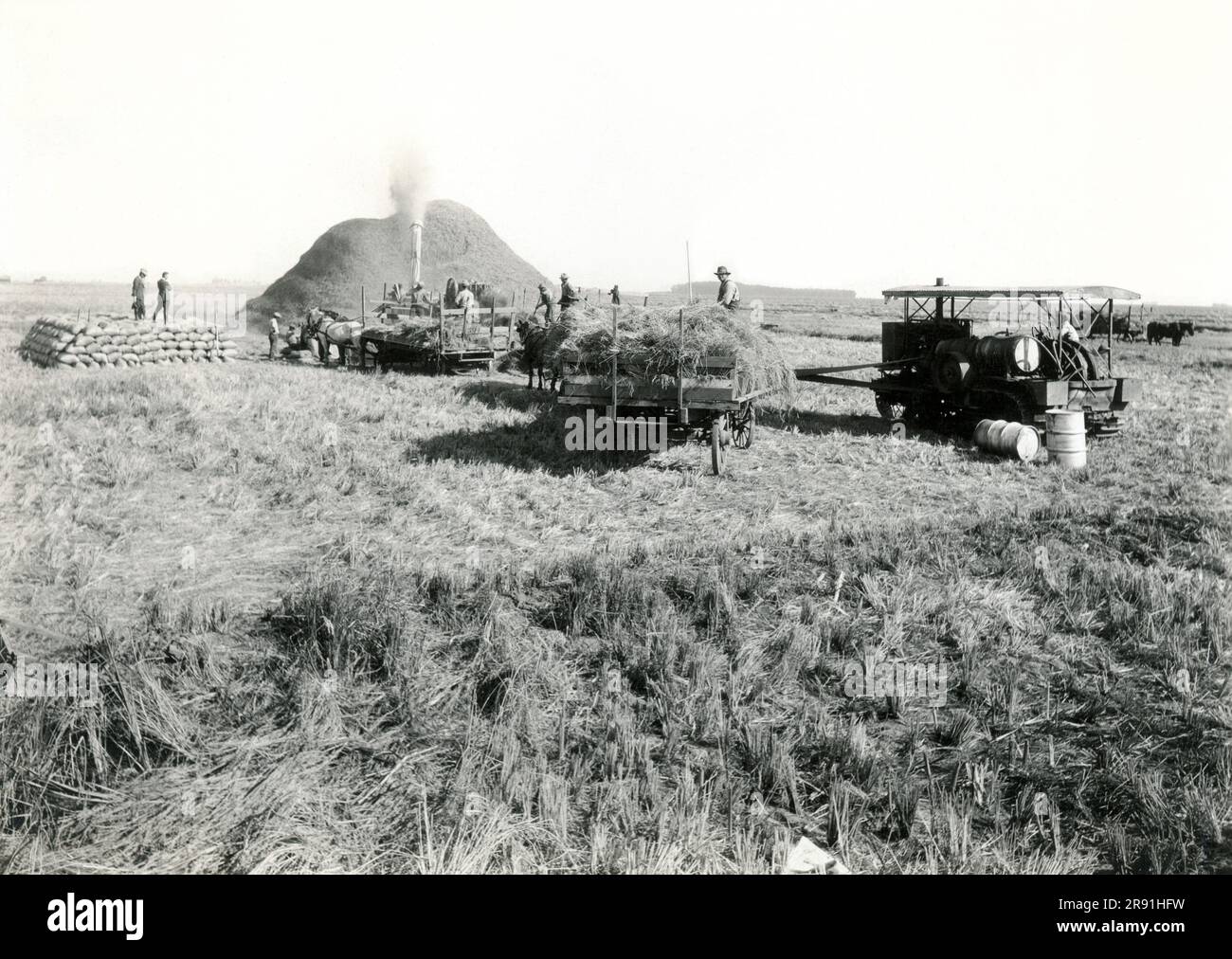Merced, Californie: c. 1900 Une machine de battage travaillant dans un champ de riz. Banque D'Images