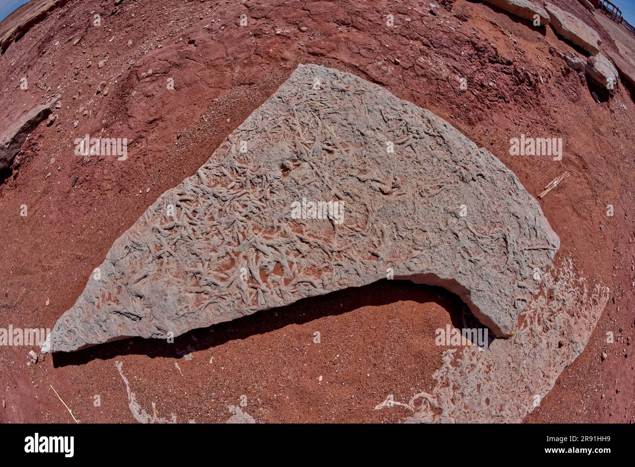 Ancienne plante fossile parmi les traces de dinosaures à une attraction touristique près de Tuba City Arizona sur la réserve indienne Navajo. Banque D'Images