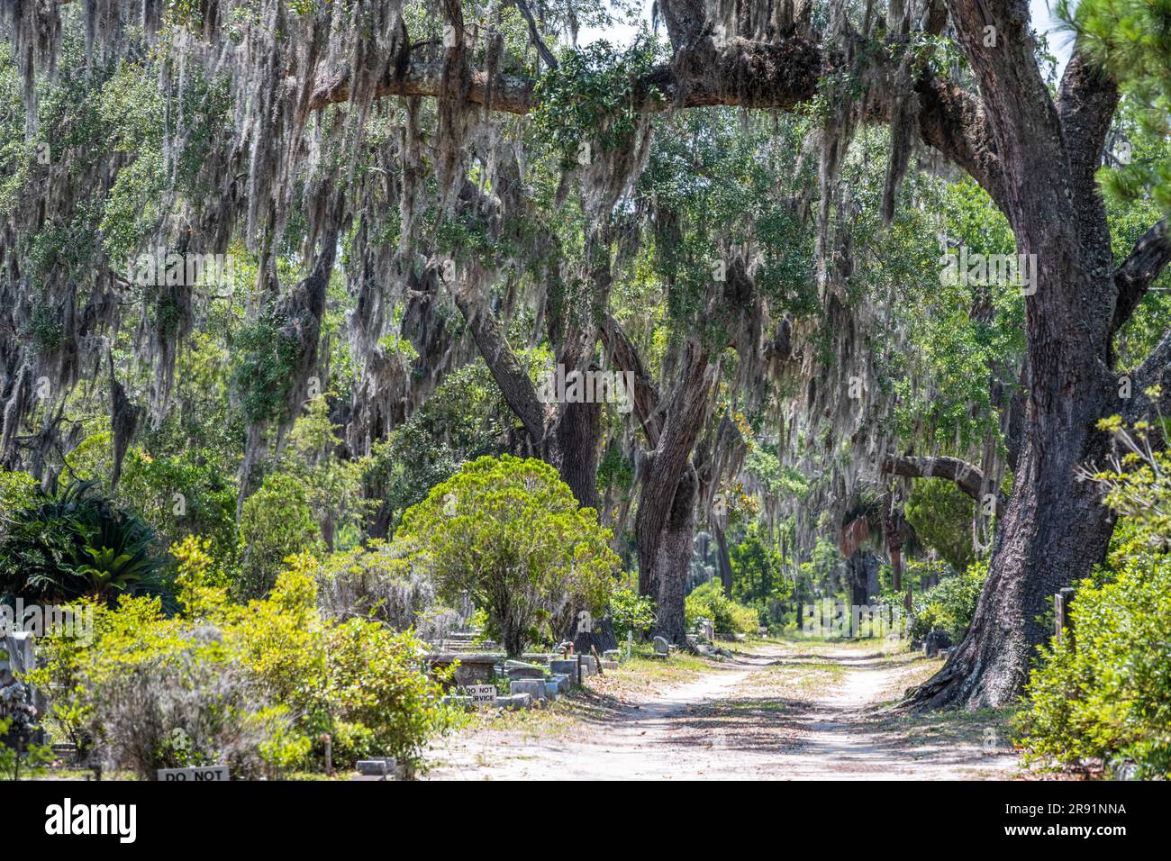 Les chênes vivants du sud drapés de mousse espagnole abondent dans le cimetière historique de Bonaventure à Savannah, Géorgie. (ÉTATS-UNIS) Banque D'Images