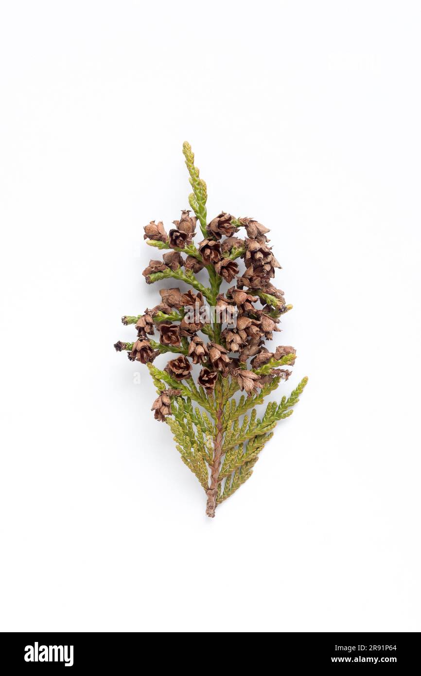 WA24315-00...WASHINGTON - branche de cèdre rouge de l'Ouest. Banque D'Images