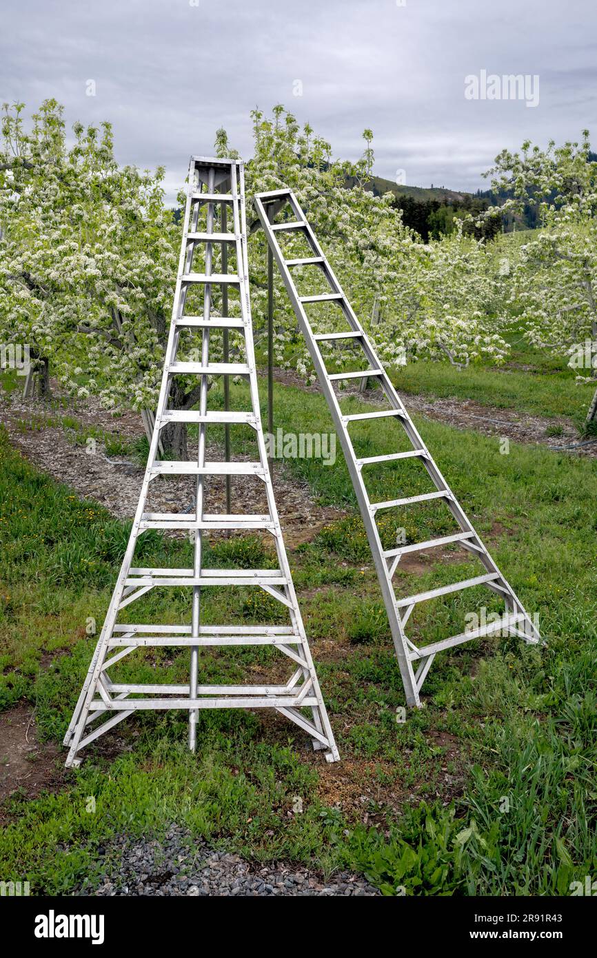 WA24455-00..... WASHINGTON - échelles dans un verger de pommes près de Leavenworth. Banque D'Images