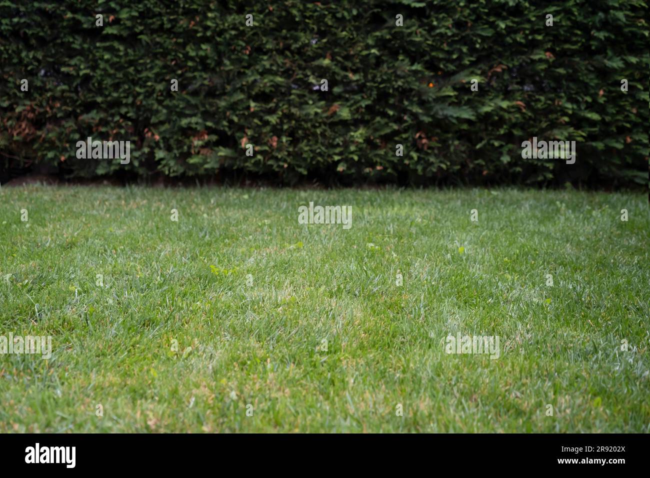 Une pelouse luxuriante et verte à l'apparence soignée et ordonnée, prête à l'emploi Banque D'Images