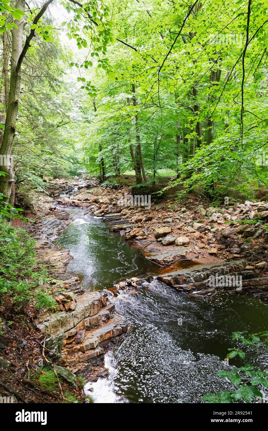 Vue panoramique sur la rivière et les arbres en forêt Banque D'Images