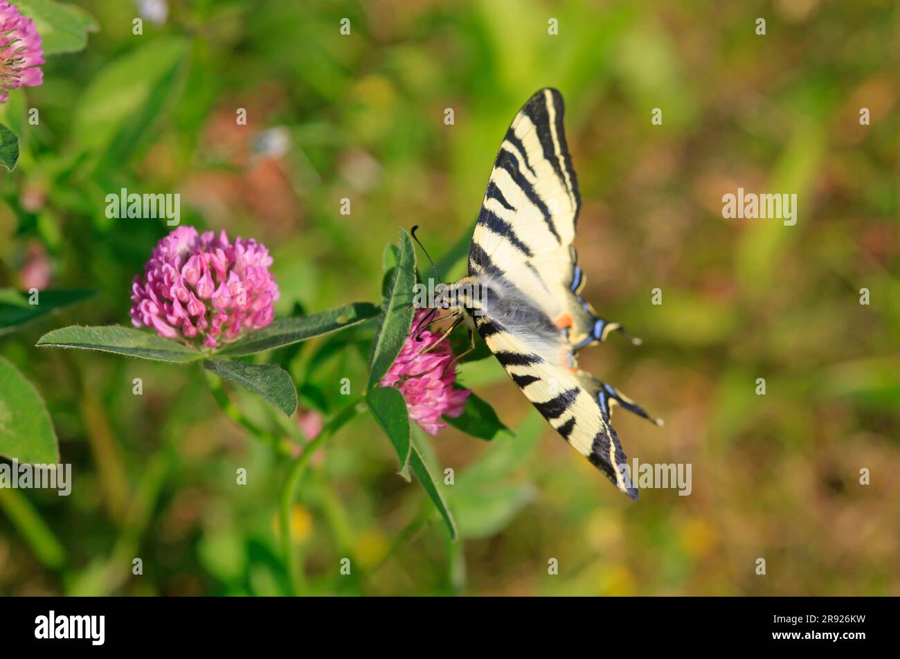 Rare papillon à queue rouge (Iphiclides podalirius) perçant sur des fleurs sauvages en fleurs Banque D'Images
