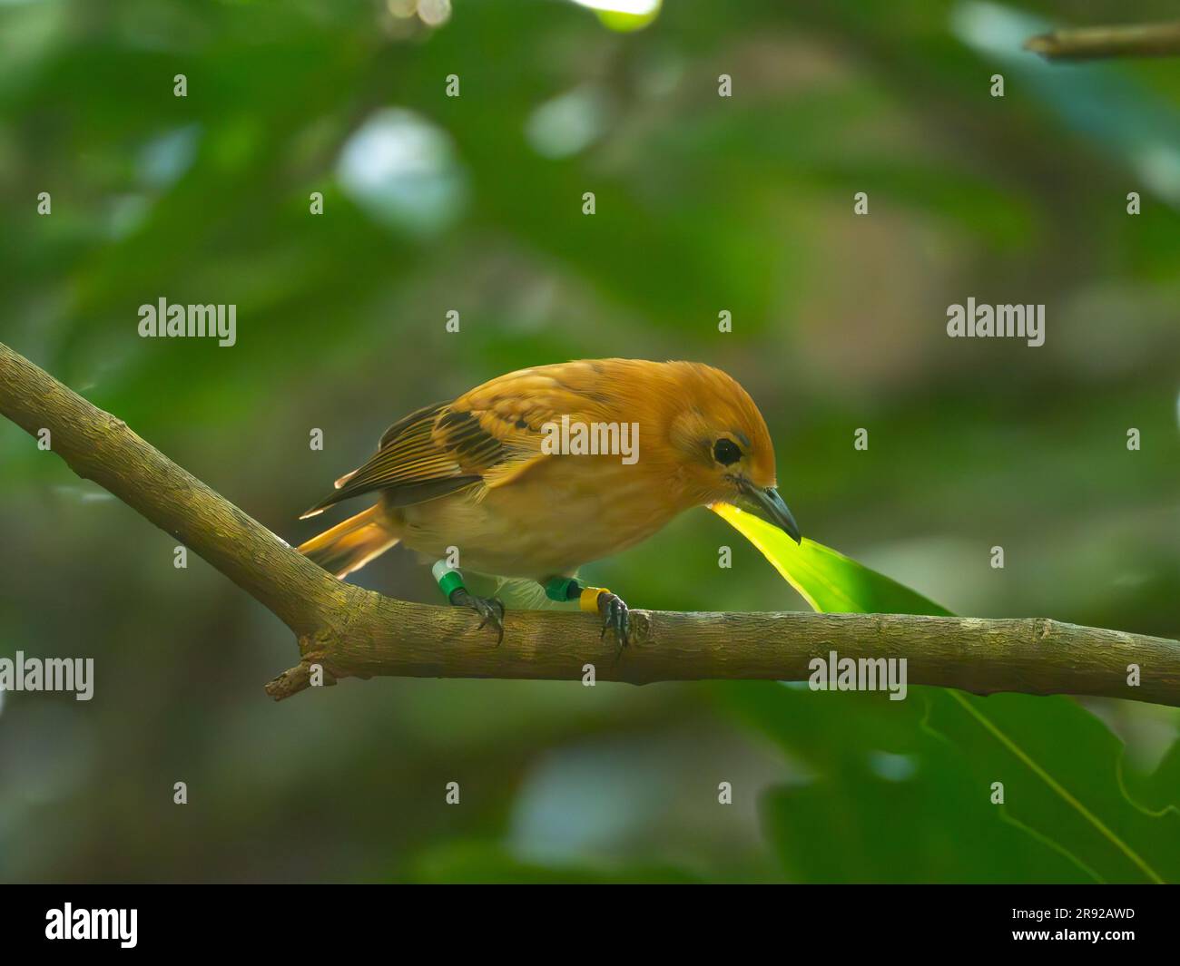Rarotonga monarch Banque de photographies et d’images à haute