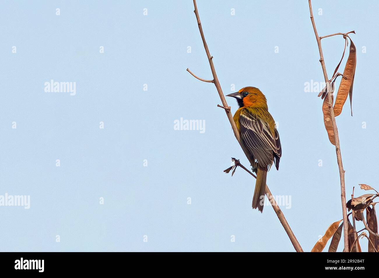 Oriole à dos strié (Icterus pustulatus yaegeri , Icterus yaegeri ), perchée dans un arbre, Mexique Banque D'Images