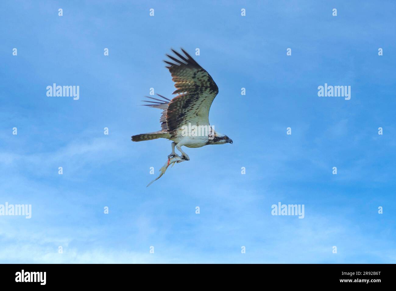 osprey, faucon de poisson (Pandion haliatus), volant avec le corégone capturé dans ses talons, vue latérale, Allemagne, Bavière Banque D'Images