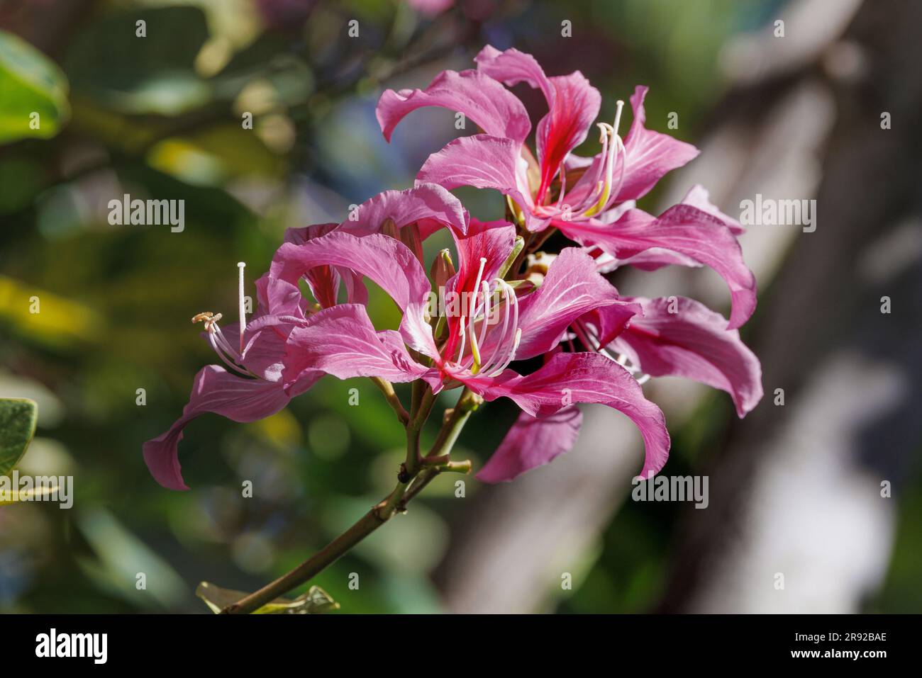 Orchidée de Hong Kong, pied de chameau (Bauhinia x blakeana), fleurs, États-Unis, Hawaï, Maui Banque D'Images
