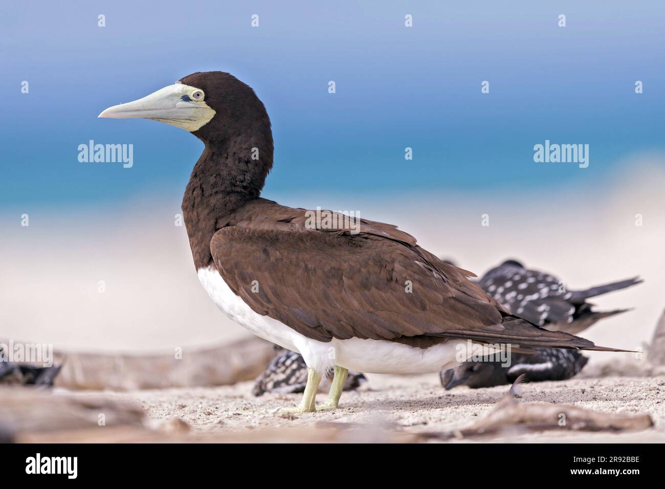 Marron butin (Sula leucogaster), sur la plage, Australie, Queensland, Grande barrière de corail Banque D'Images