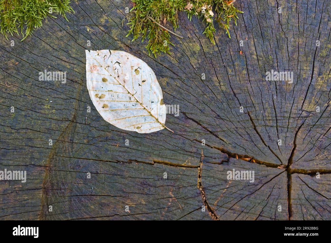 Hêtre cuivré (Fagus sylvatica var. Purpurea, Fagus sylvatica 'Atropunicea', Fagus sylvatica Atropunicea), feuilles de hêtre pourries sur sclère, Banque D'Images