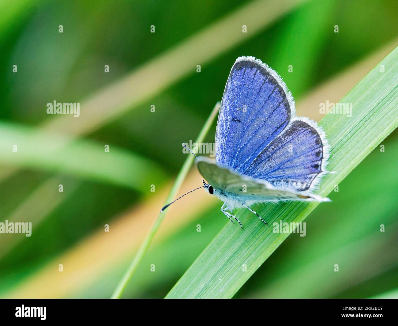 Bleu à queue d'Ahort, Cupido argiades (Cupido argiades), assis sur une feuille d'herbe, Hongrie Banque D'Images