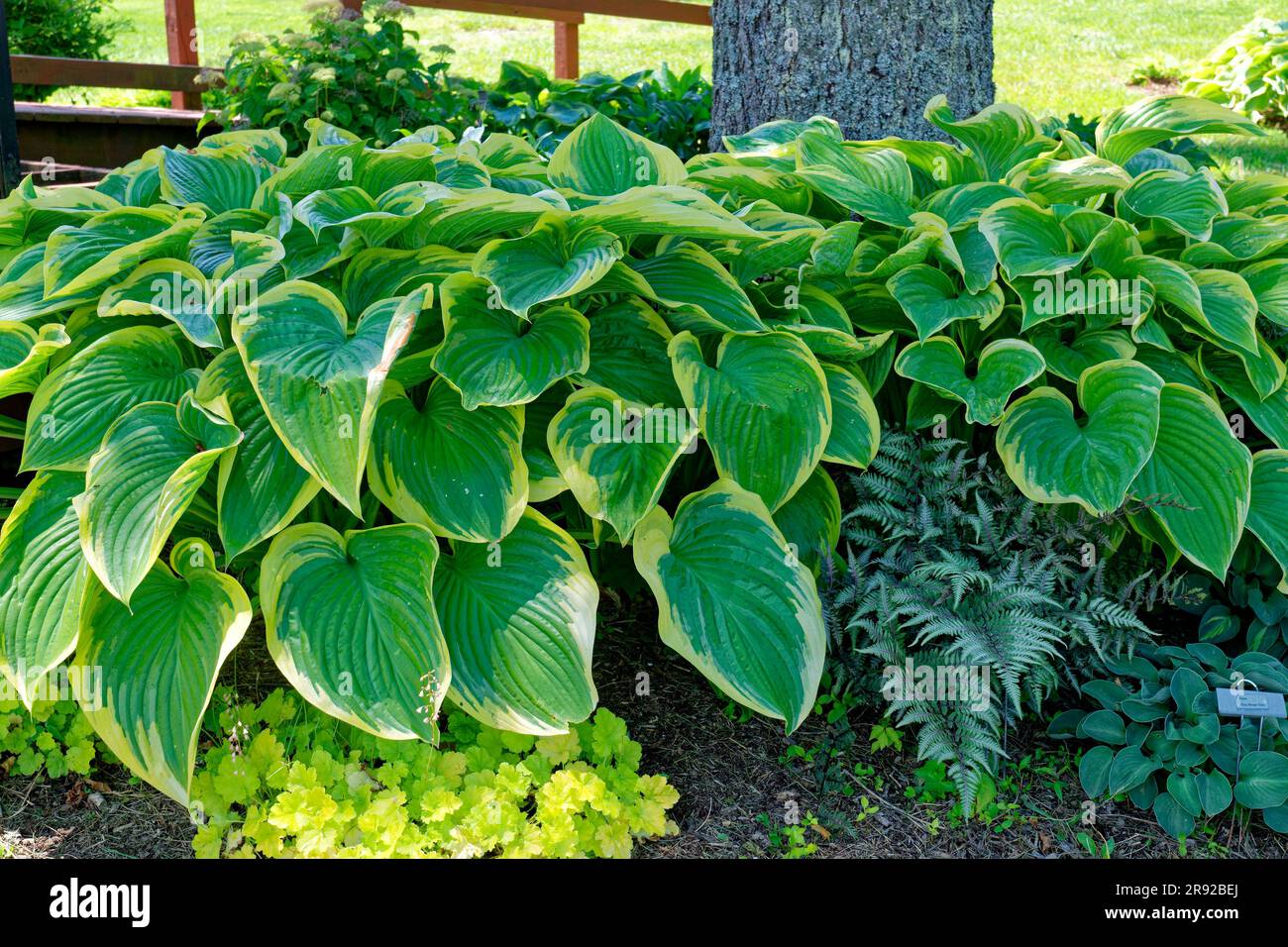 Heuchera plantes et fougères et quelques variétés d'hostas qui poussent autour d'un arbre dans un jardin ombragé vue rapprochée Banque D'Images Heuchera plantes et fougères et quelques variétés d'hostas qui poussent autour d'un arbre dans un jardin ombragé vue rapprochée Banque D'Images