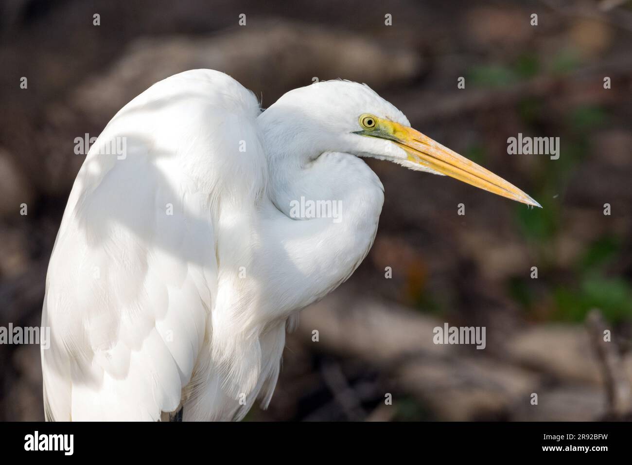 Grande aigrette orientale, grande aigrette blanche orientale (Egretta alba modesta, Casmerodius albus modestus, Ardea alba modesta), portraet, Australie, Nord Banque D'Images