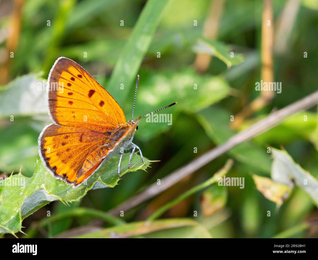 Grand cuivre (Lycaena dispar), assis sur la feuille, Hongrie Banque D'Images