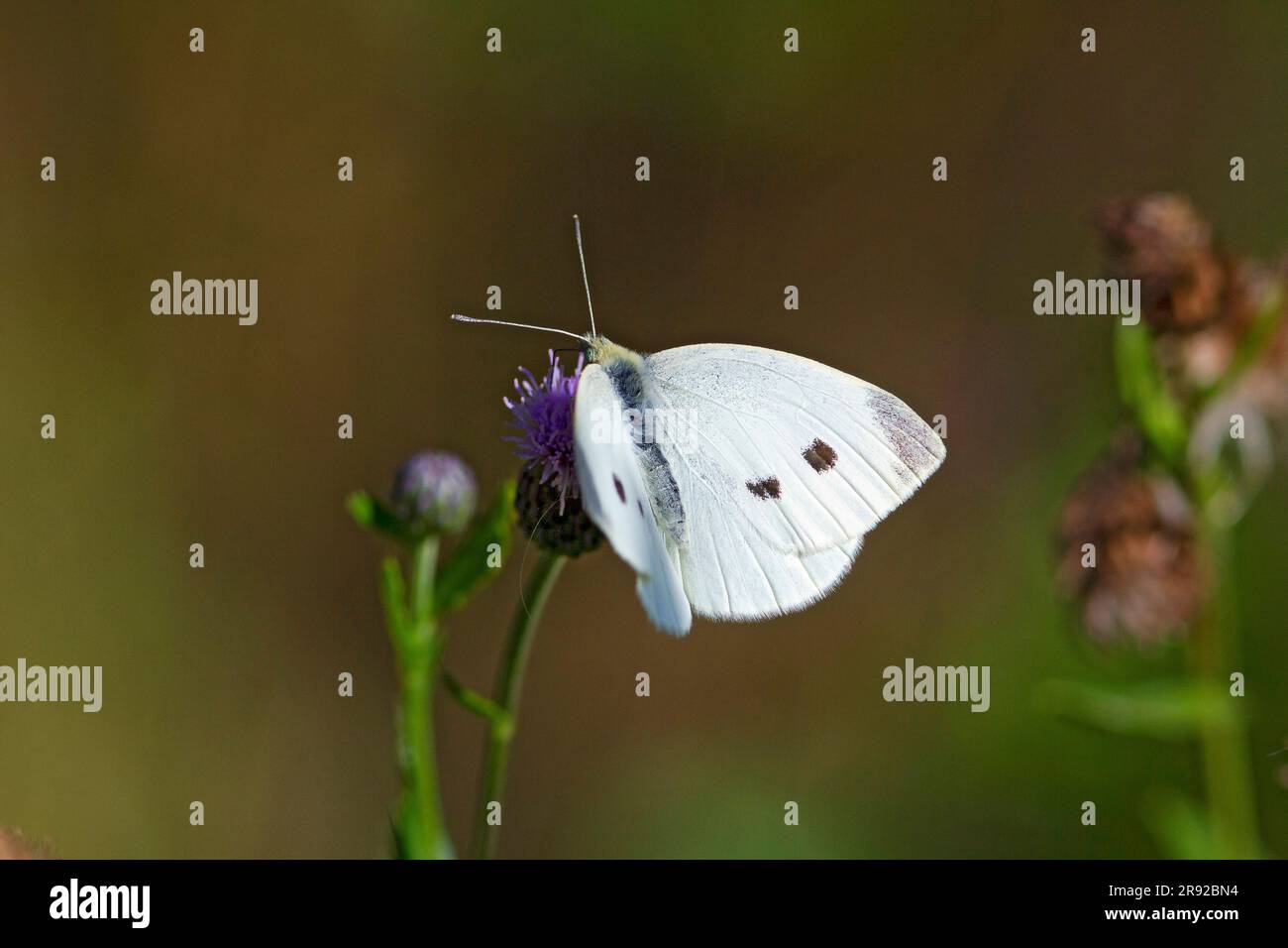Petit blanc, papillon de chou, cabageverme importé (Pieris rapae, Artogeia rapae), à chardon, Finlande Banque D'Images
