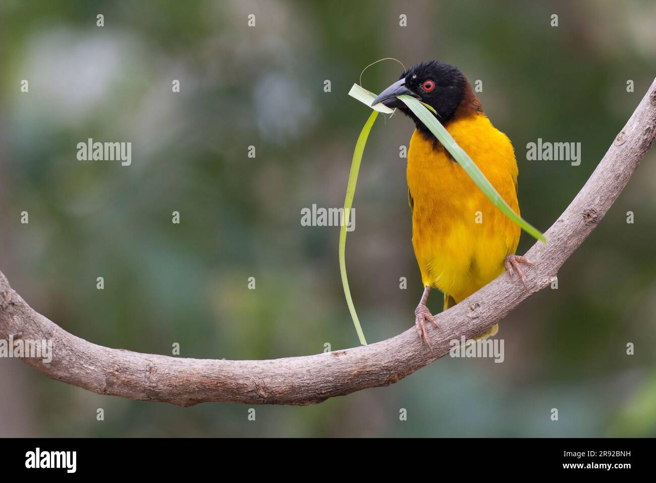 Tisserand en vitelline masqué (Ploceus vitellinus), mâle perching sur une branche avec une lame d'herbe dans le bec, Gambie, Farabanta Banque D'Images