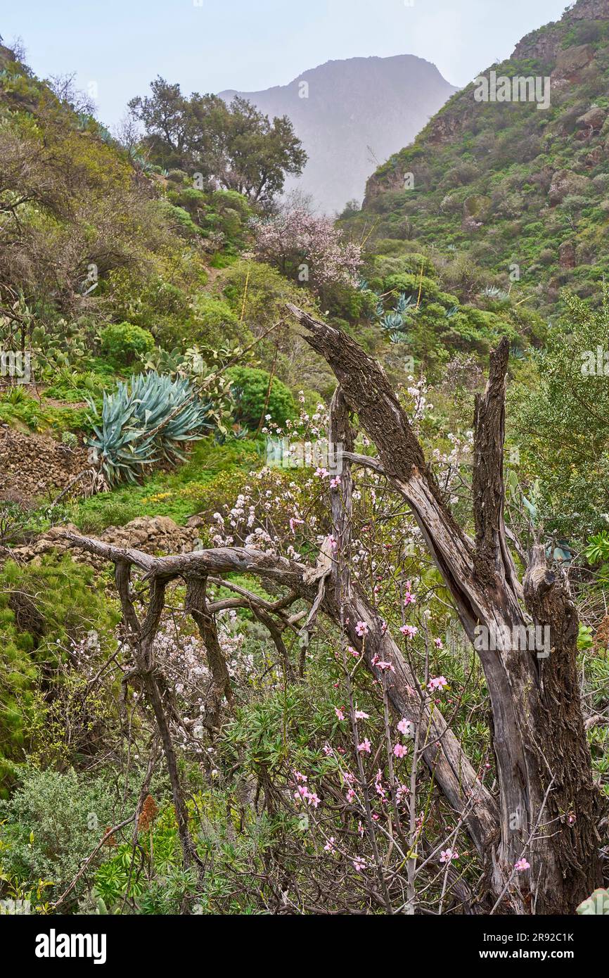 Fleurs d'amande à Barranco de Guayabee au printemps, îles Canaries, Grande Canarie, Barranco de Guayabee Banque D'Images