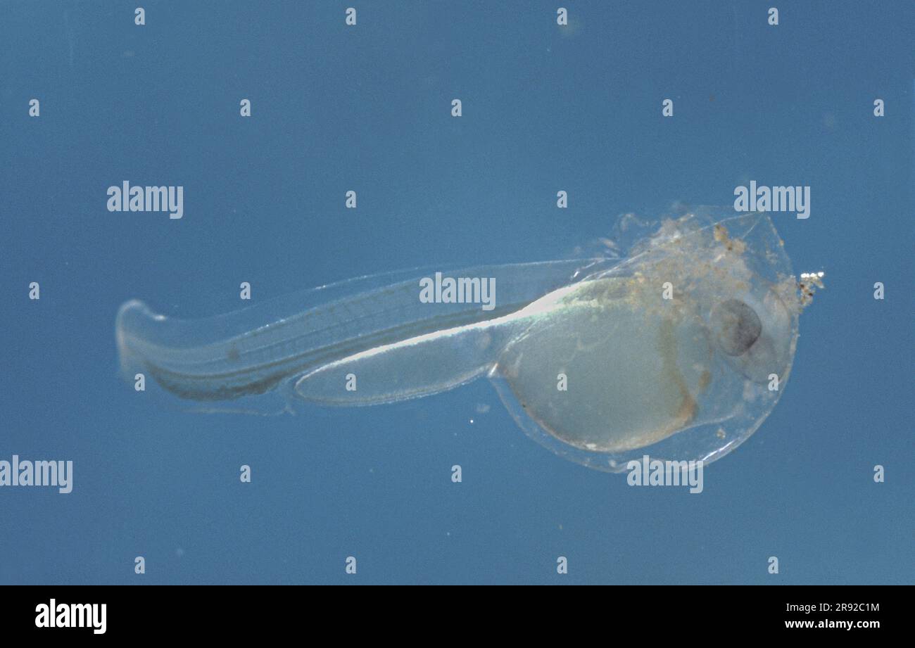 Stréber (strébré de Zingel), la larve se fait couver de l'œuf Banque D'Images