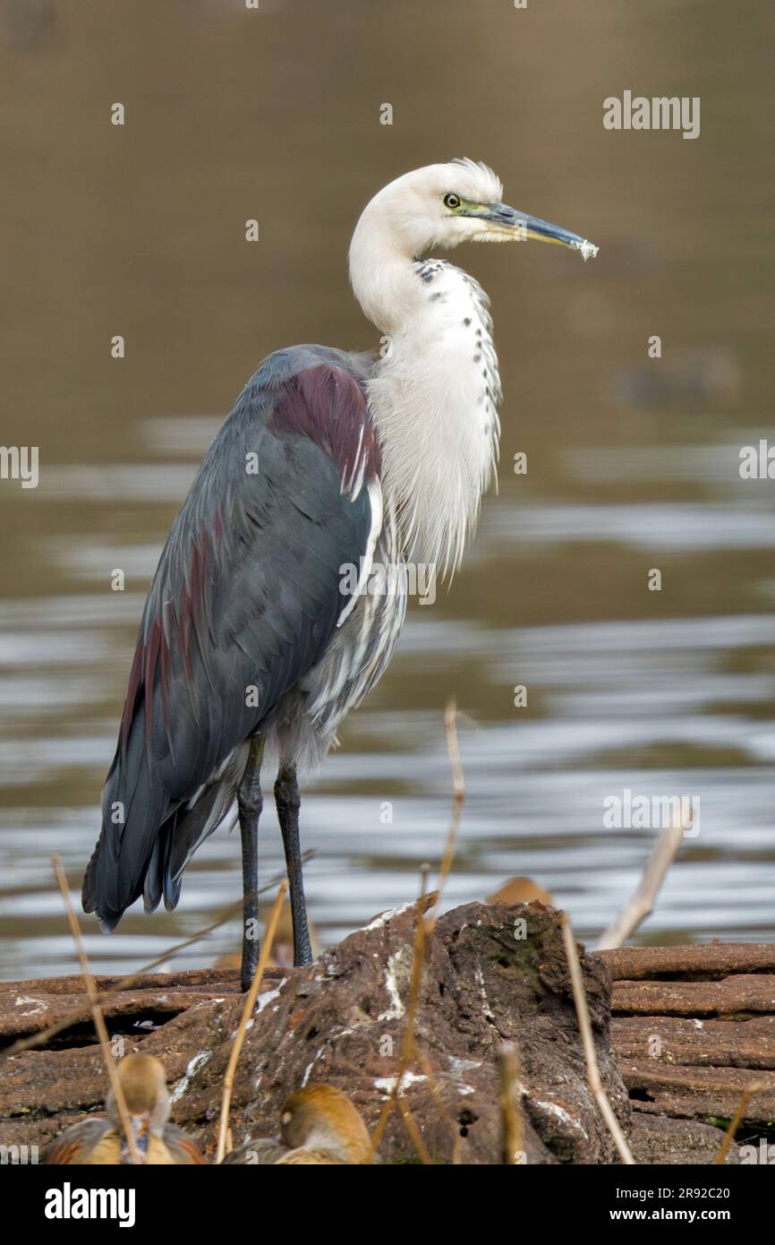 Héron à col blanc (Ardea pacifica), au bord de l'eau, Australie, Queensland, parc national des marais Hasties Banque D'Images