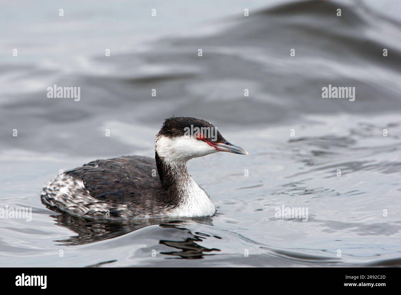 Grèbe slavonien (Podiceps auritus), en hiver, en nageant de plumage, peut-être un oiseau de premier-hiver, pays-Bas, Terschelling Banque D'Images