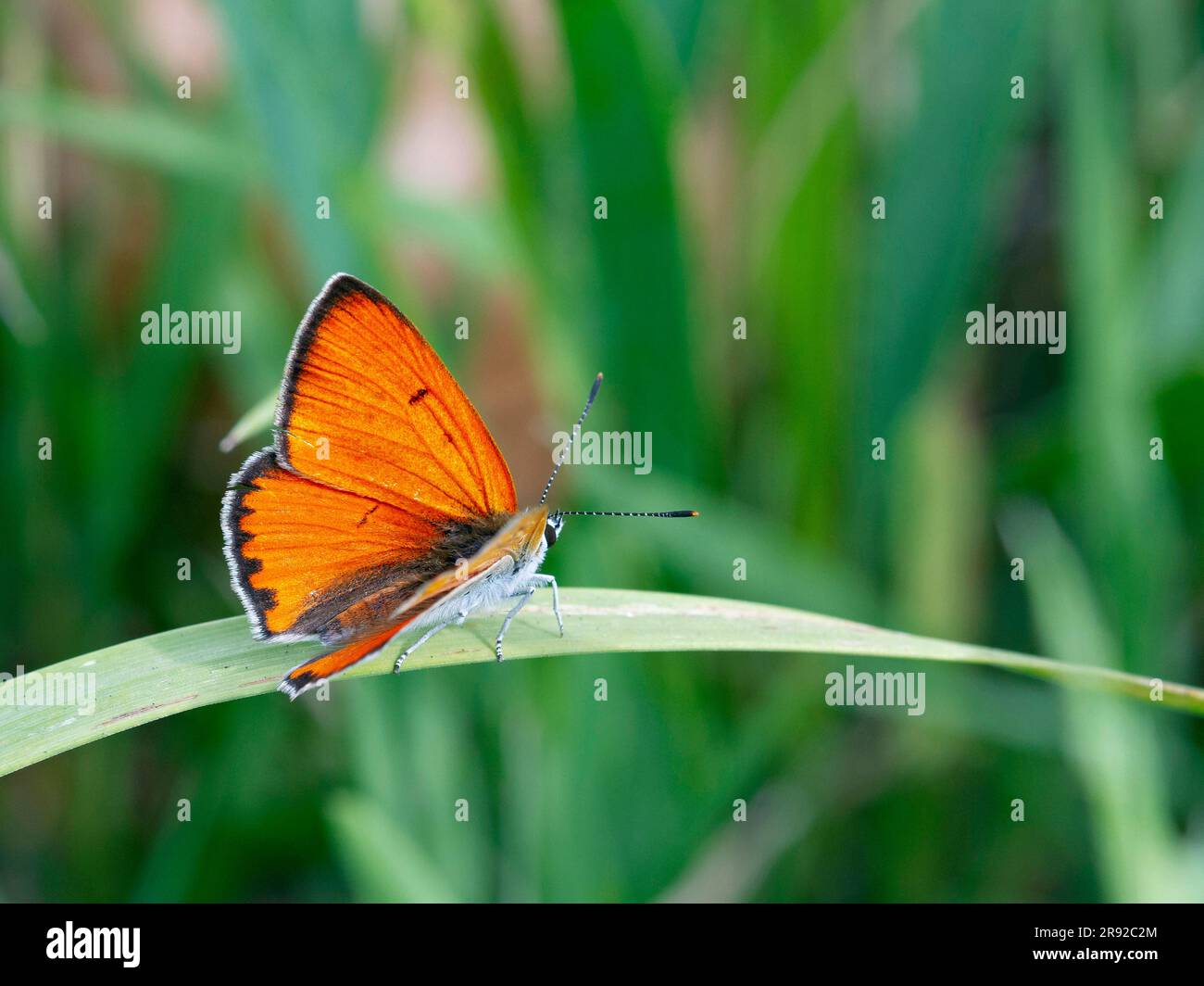 Grand cuivre (Lycaena dispar), assis sur la feuille d'herbe, Hongrie Banque D'Images