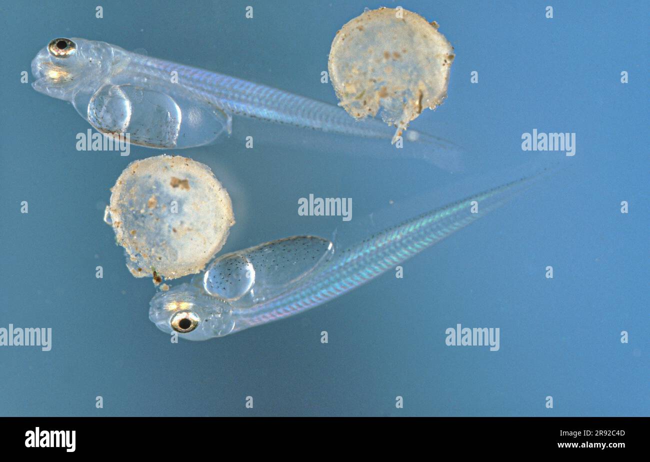 Le strébe (strébre de Zingel), les larves immédiatement après l'éclosion de l'oeuf Banque D'Images