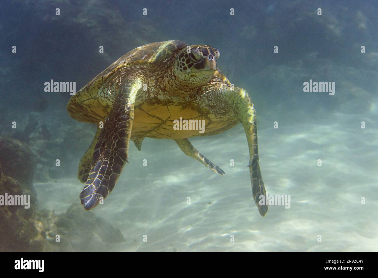 Tortue verte, tortue rocheuse, tortue de viande (Chelonia mydas), natation sur la côte rocheuse au fond sablonneux, plan frontal, États-Unis, Hawaï, Maui Banque D'Images