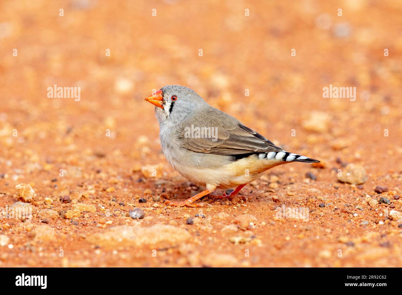 finish zèbre australienne (Taeniopygia guttata castanotis, Taeniopygia castanotis, Poephila guttata castanotis), femelle au sol, Australie, Banque D'Images