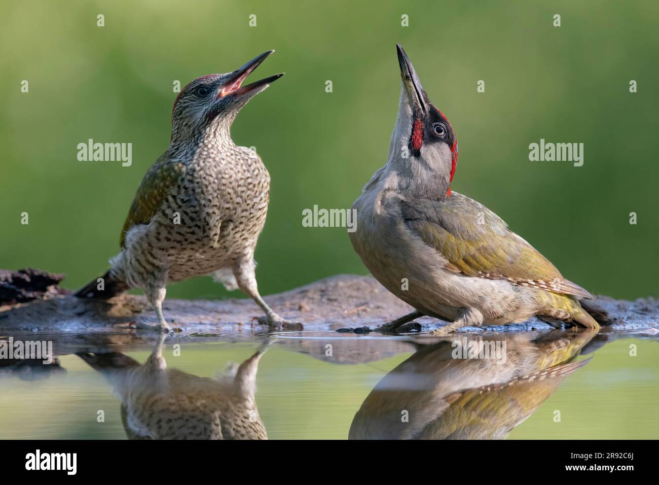 Pic vert (Picus viridis), mâle avec un jeune oiseau au bord de l'eau, pays-Bas Banque D'Images