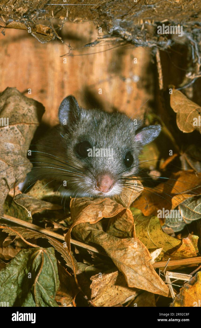 Dorsouris comestible, dorsouris de coroner comestible, dorsouris grasse, dorsouris à queue d'écureuil (Glis Glis), dans une boîte de nidification à étoiles, portrait, Allemagne, Bavière, Banque D'Images